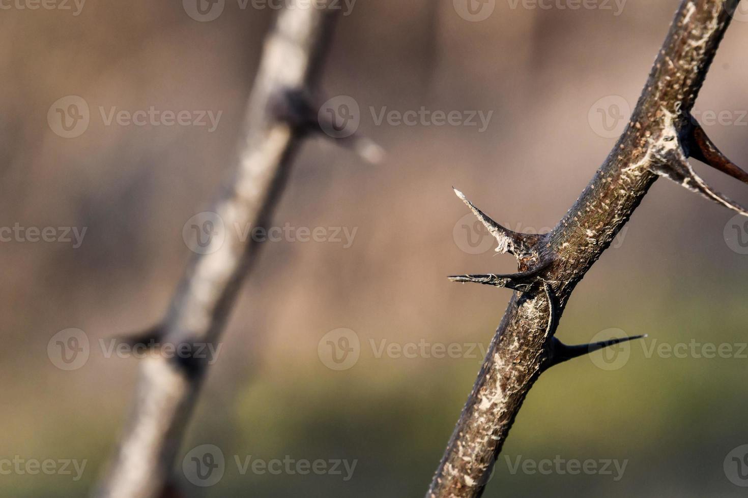 Thorns up close photo