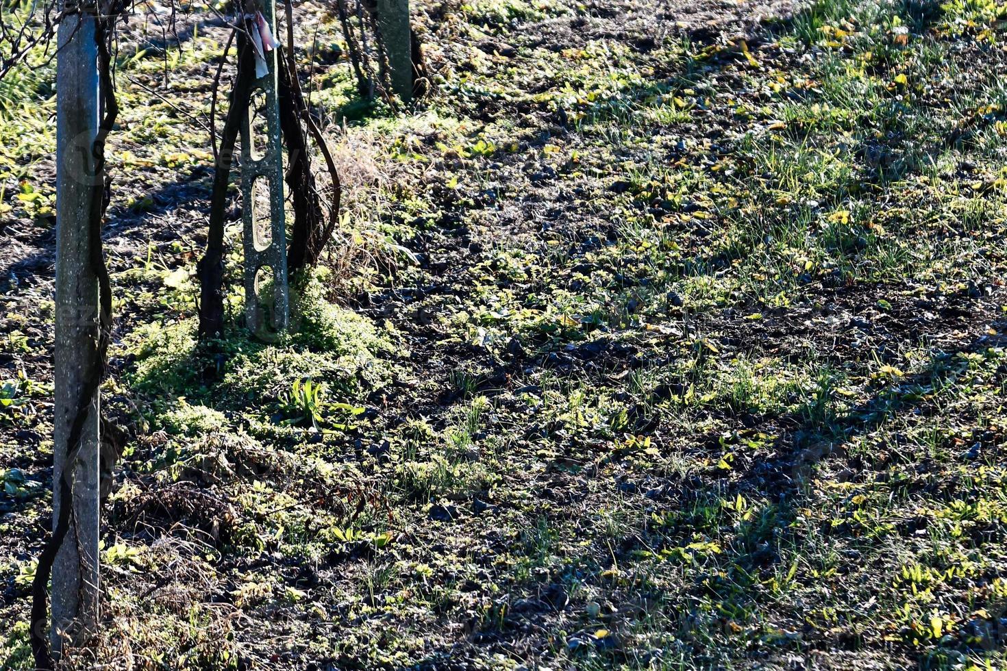 árboles a lo largo del camino foto