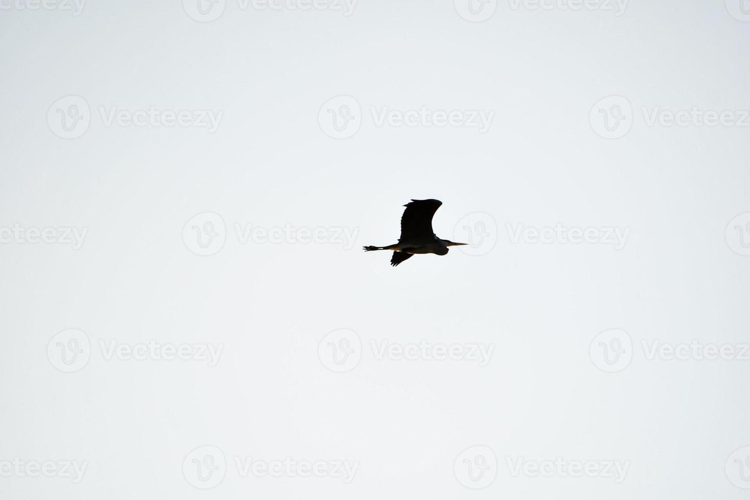 A migrating bird photo