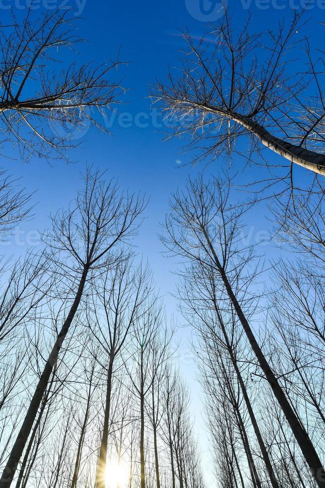 Trees and blue sky photo