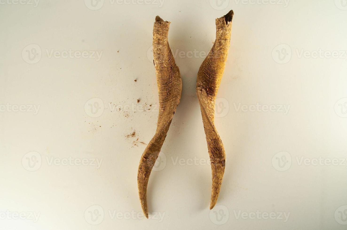 Spiral antelope horns photo