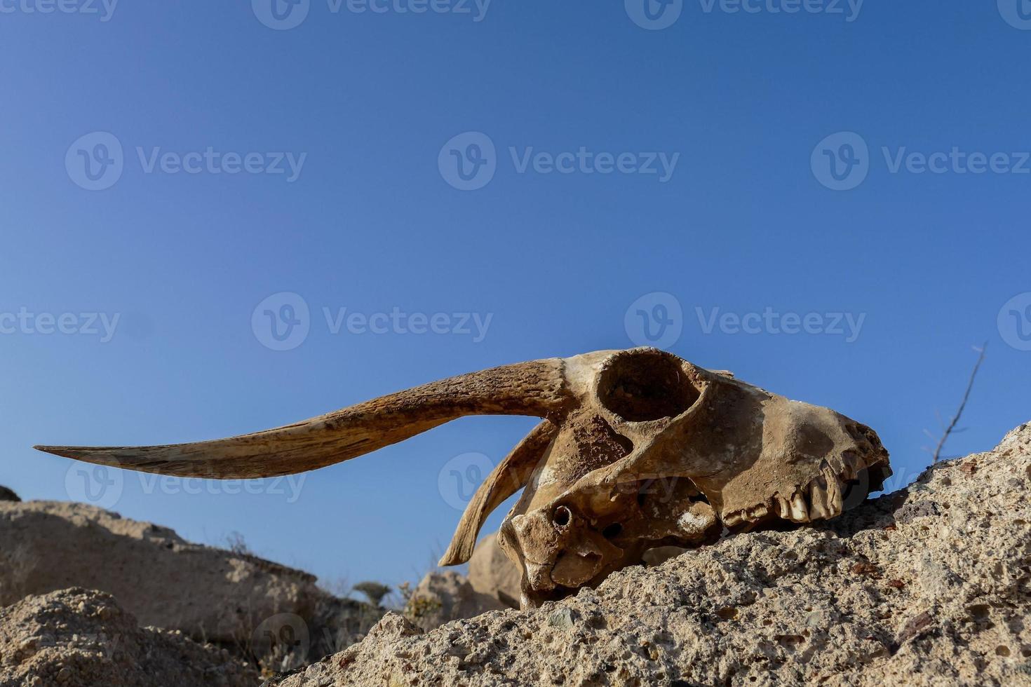 Animal skull in desert photo