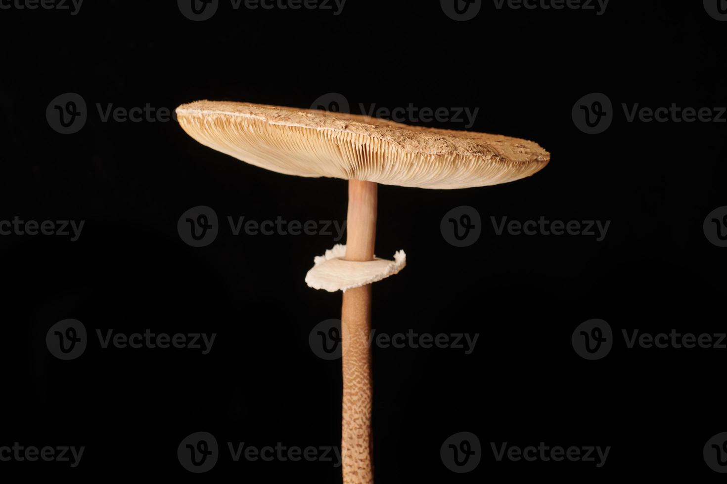 Macrolepiota procera parasol mushroom isolated on black background, brown mushroom with big cap photo