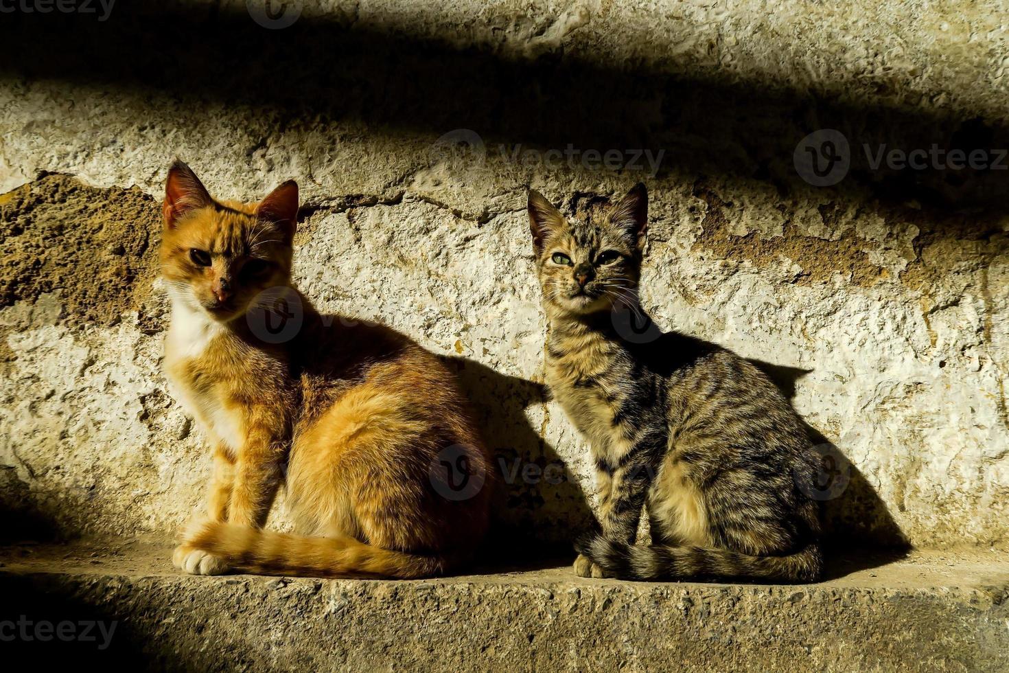 dos gatos lindos foto