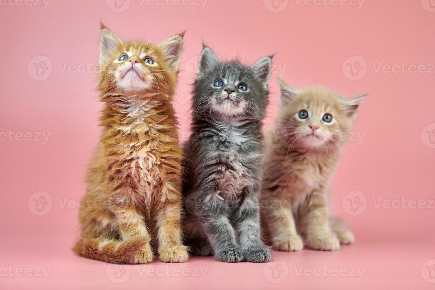 Maine coon kitten photo