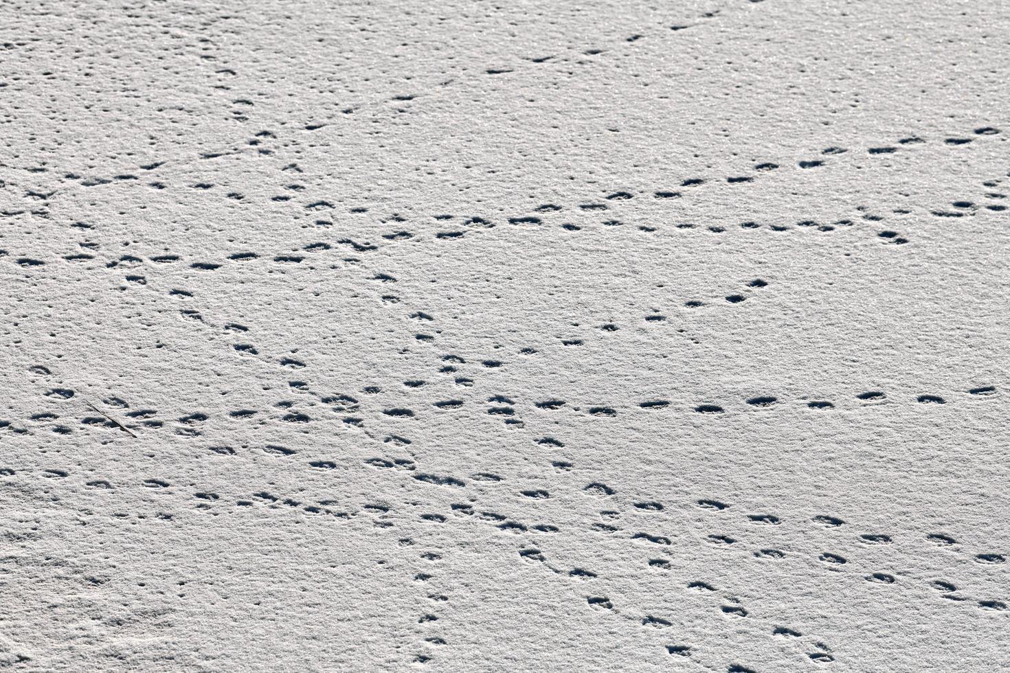 Bird footprints and traces on white snow, close-up photo