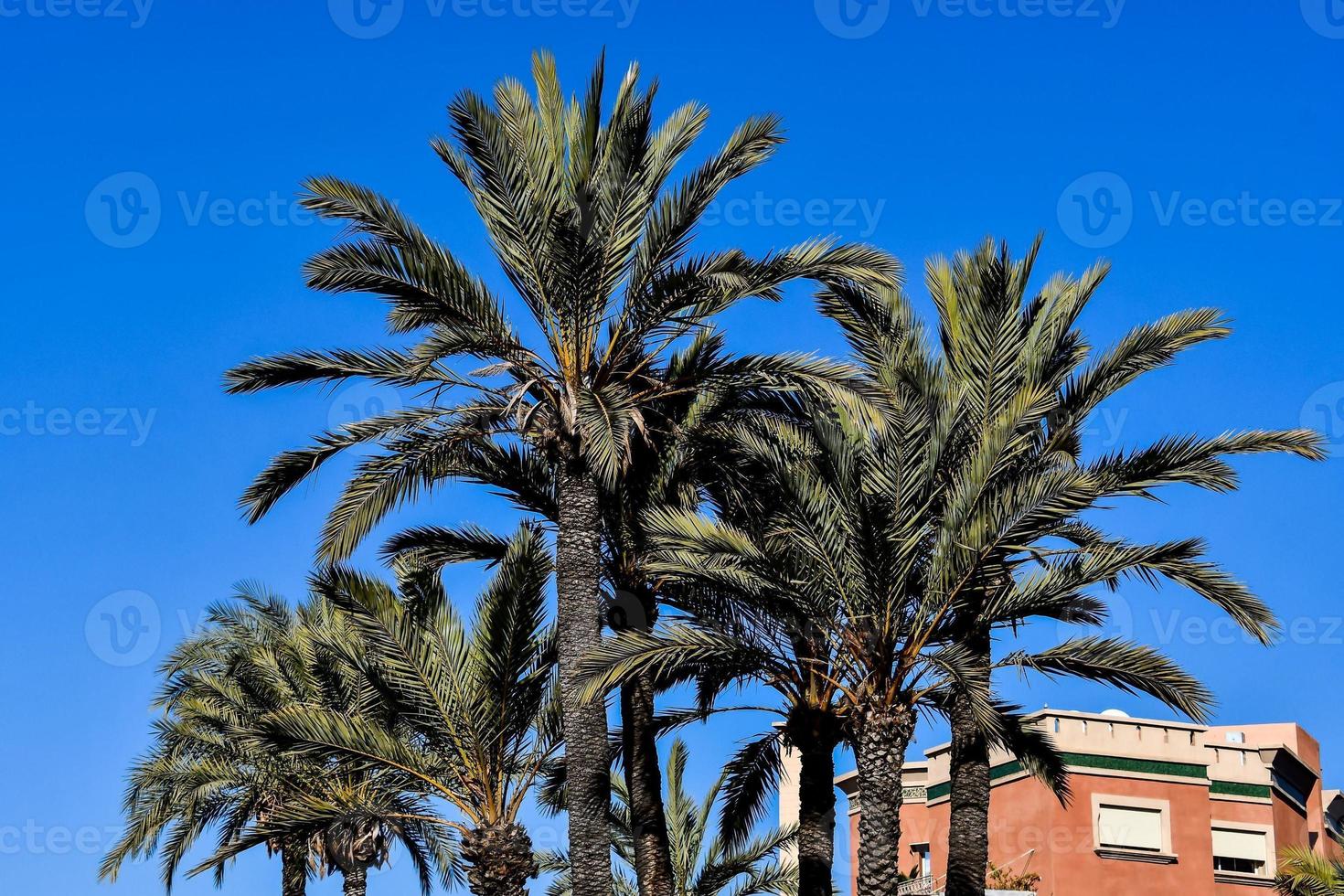 Large palm trees photo