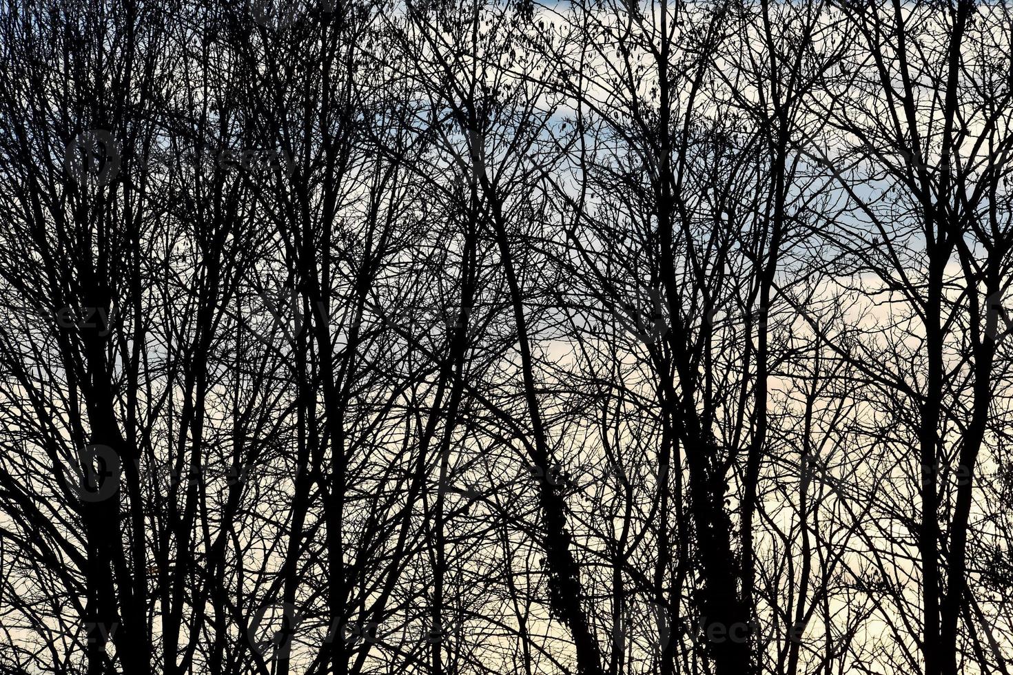 Bare trees view photo