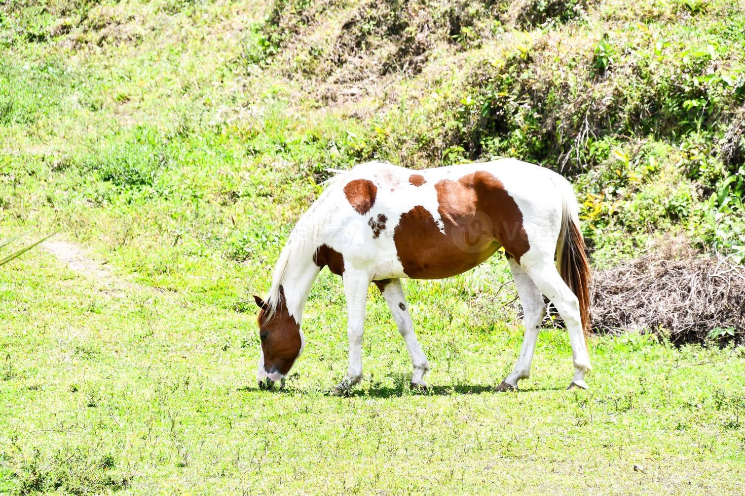 Horse in a field photo