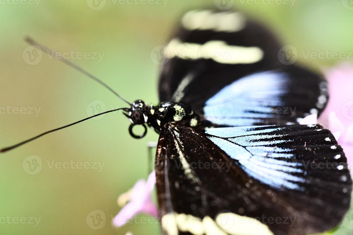 Butterfly close up photo