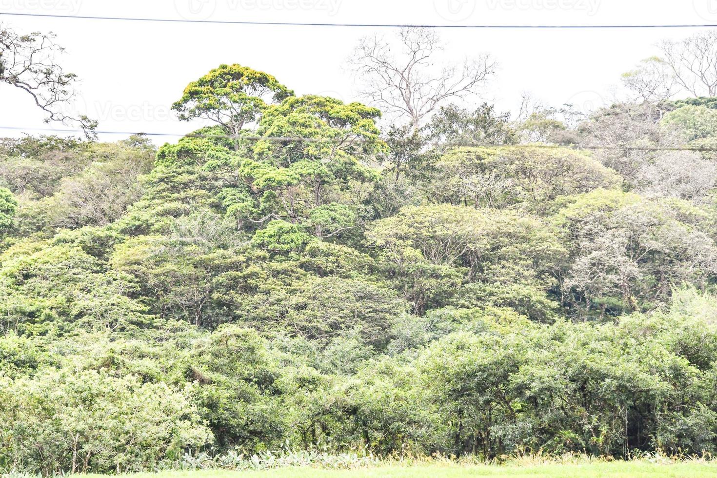 Green jungle landscape photo