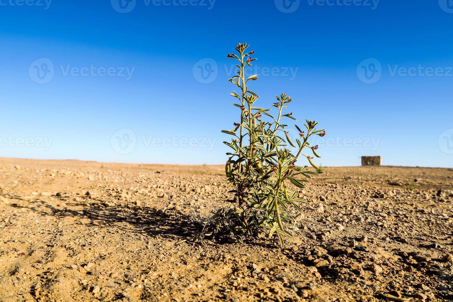 Plant in empty field photo