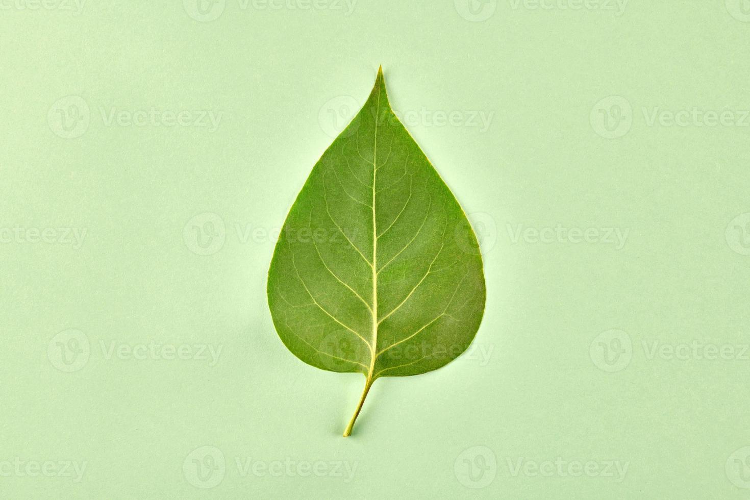 One green syringa tree leaf on light green background, detailed macro close up photo of liliac leaf