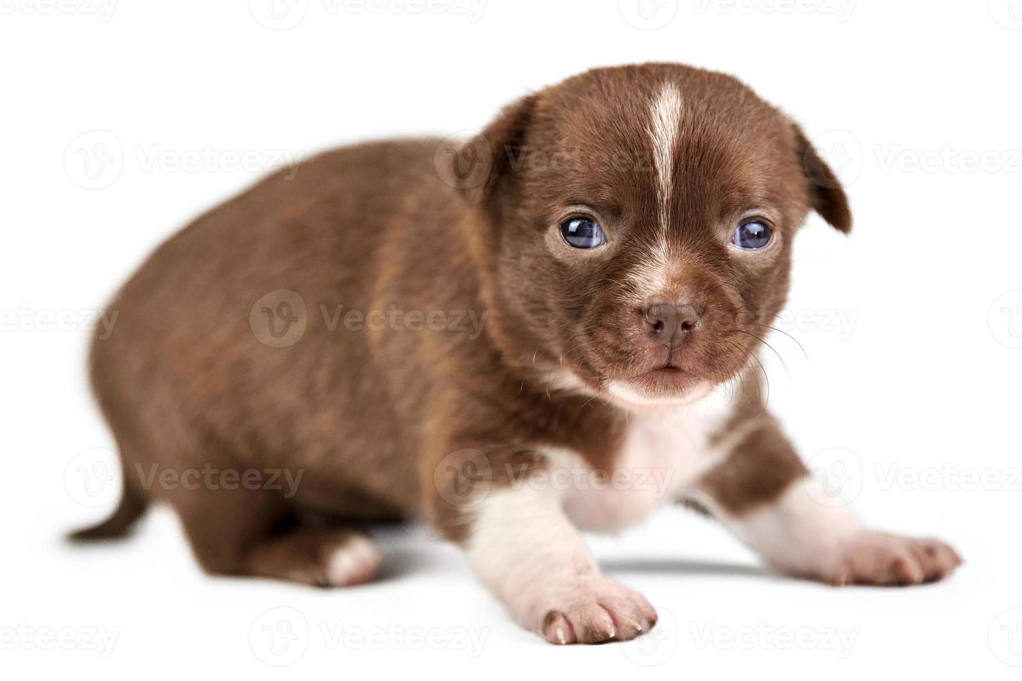 Chihuahua puppy on white isolated background photo