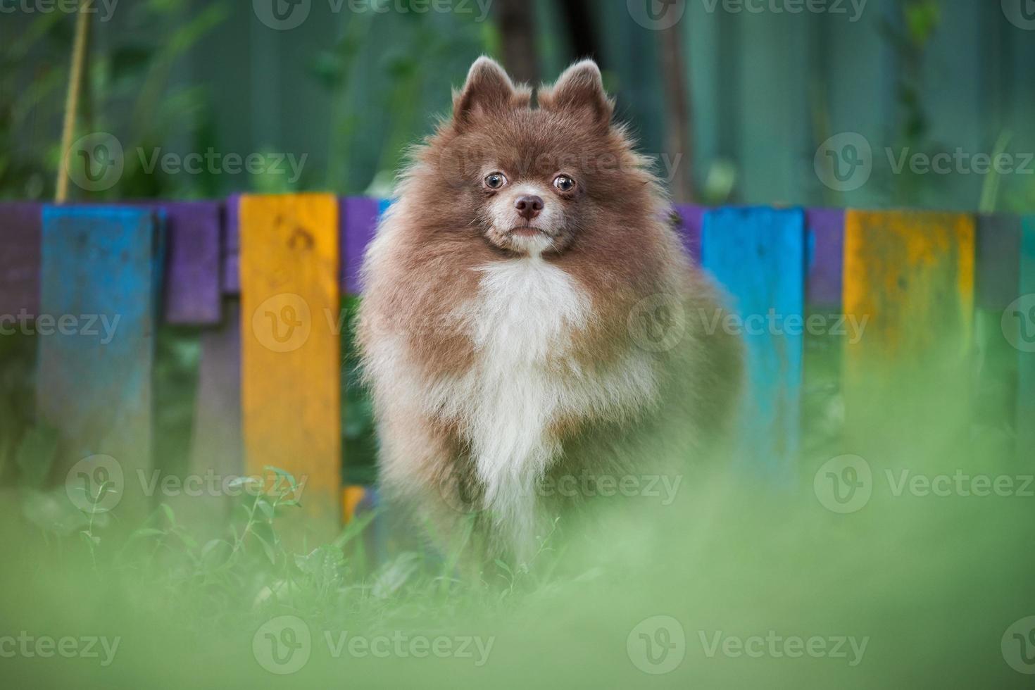 perro pomerania spitz en el jardín foto