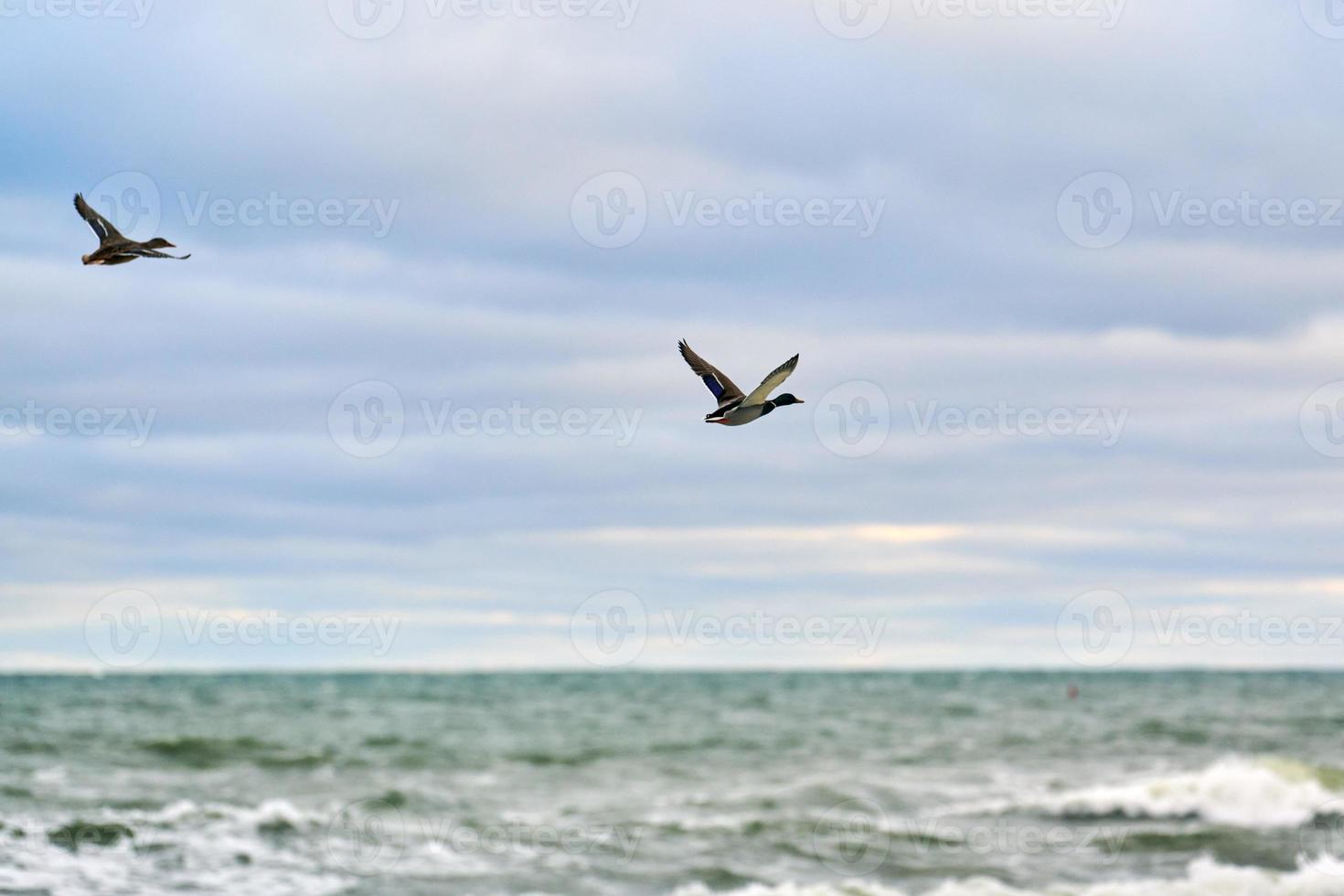 dos patos volando sobre el agua de mar, paisaje marino foto