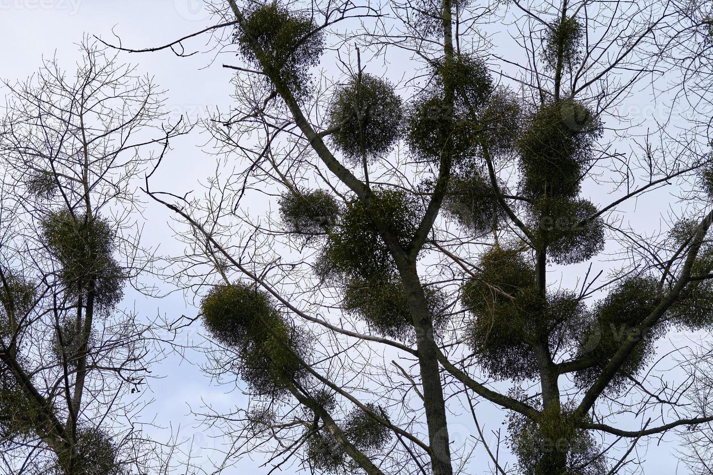 Viscum shrubs on tree branches photo