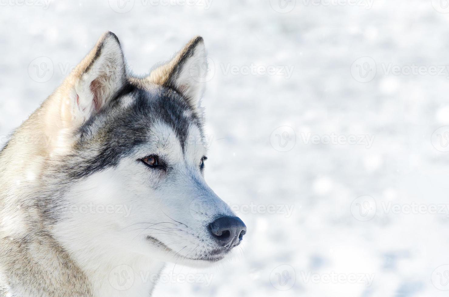 Siberian husky dog close up outdoor face portrait. Sled dogs race training in cold snow weather. Strong, cute and fast purebred dog for teamwork with sleigh. photo