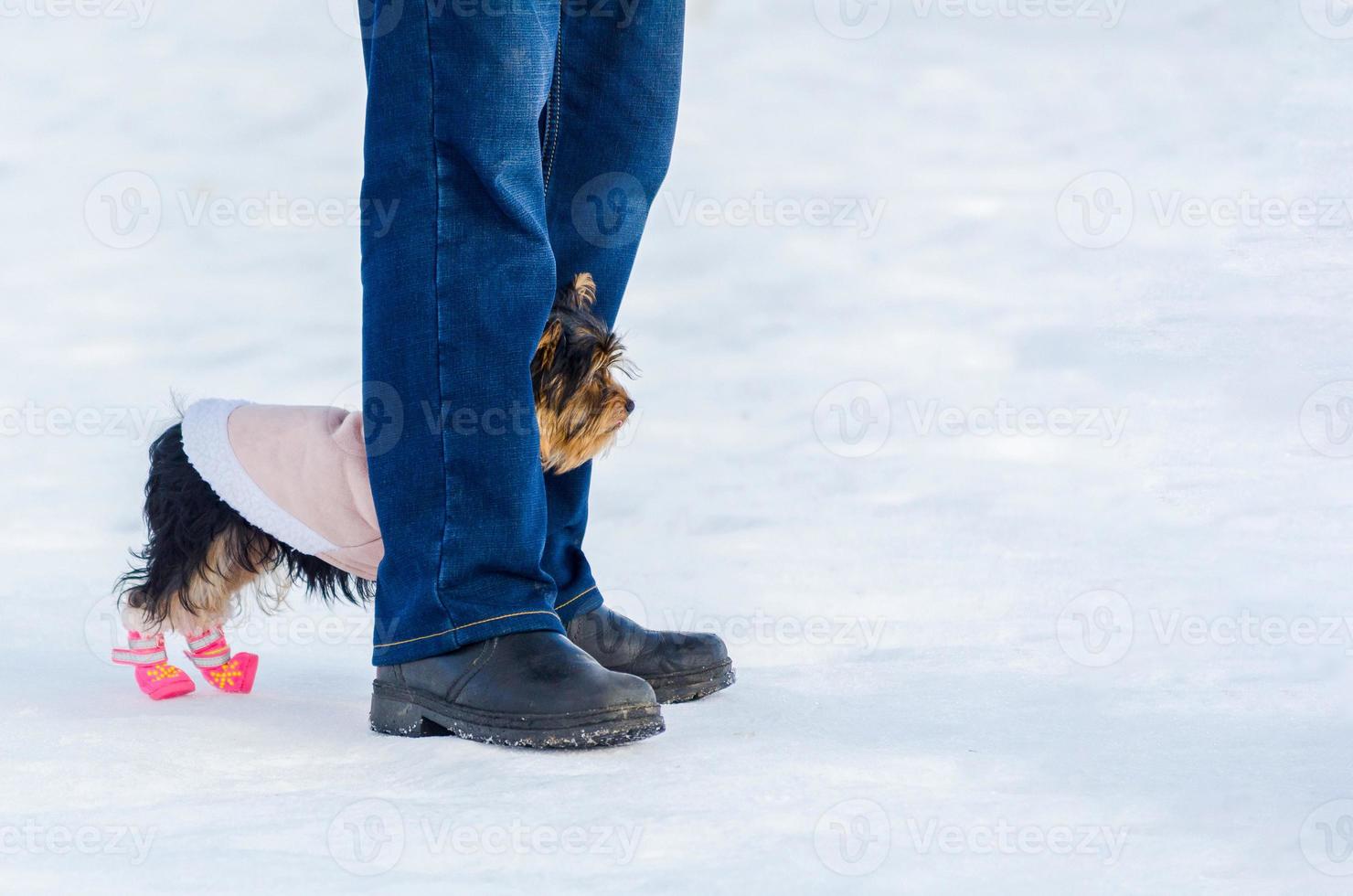 Yorkshire Terrier little dog and its owner, snow winter background. Small, cute doggy in suit with pink boots. Copy space photo