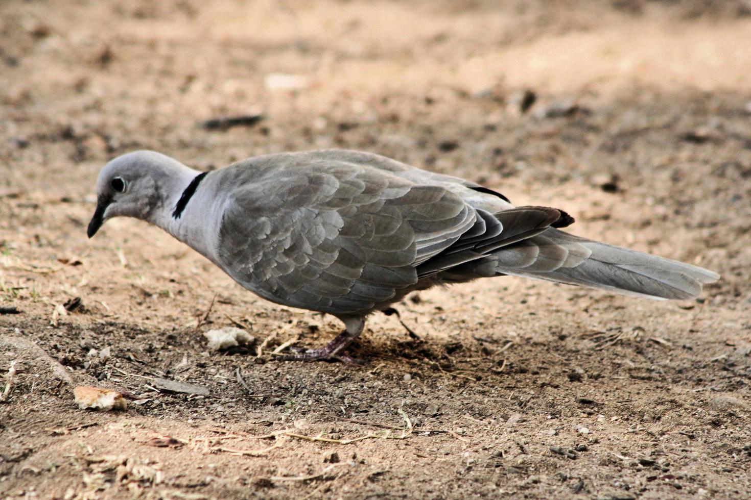 A view of a Collared Dove photo