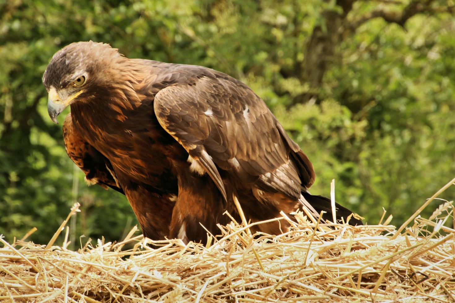 A view of a Golden Eagle photo