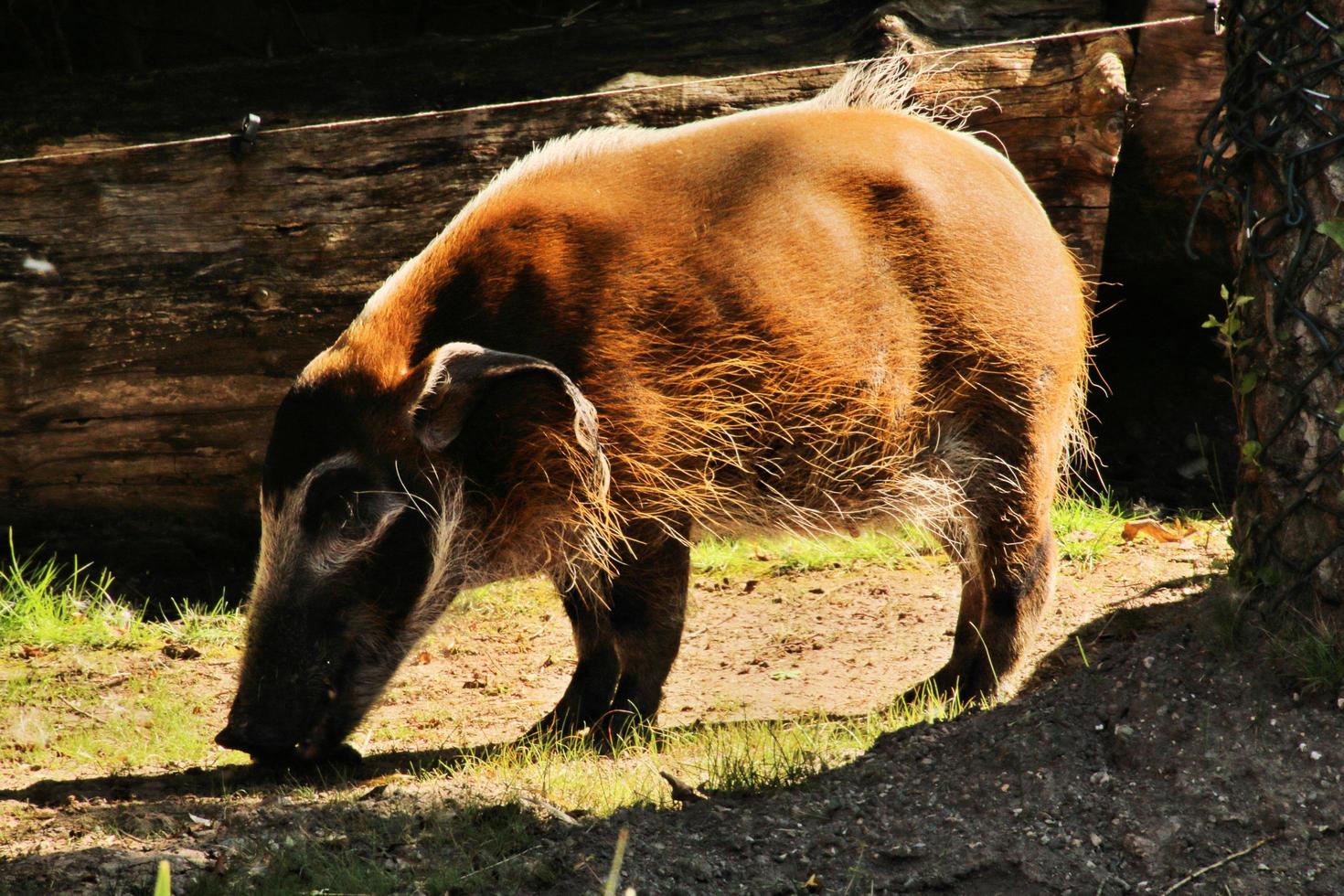 A view of a Red River Hog photo