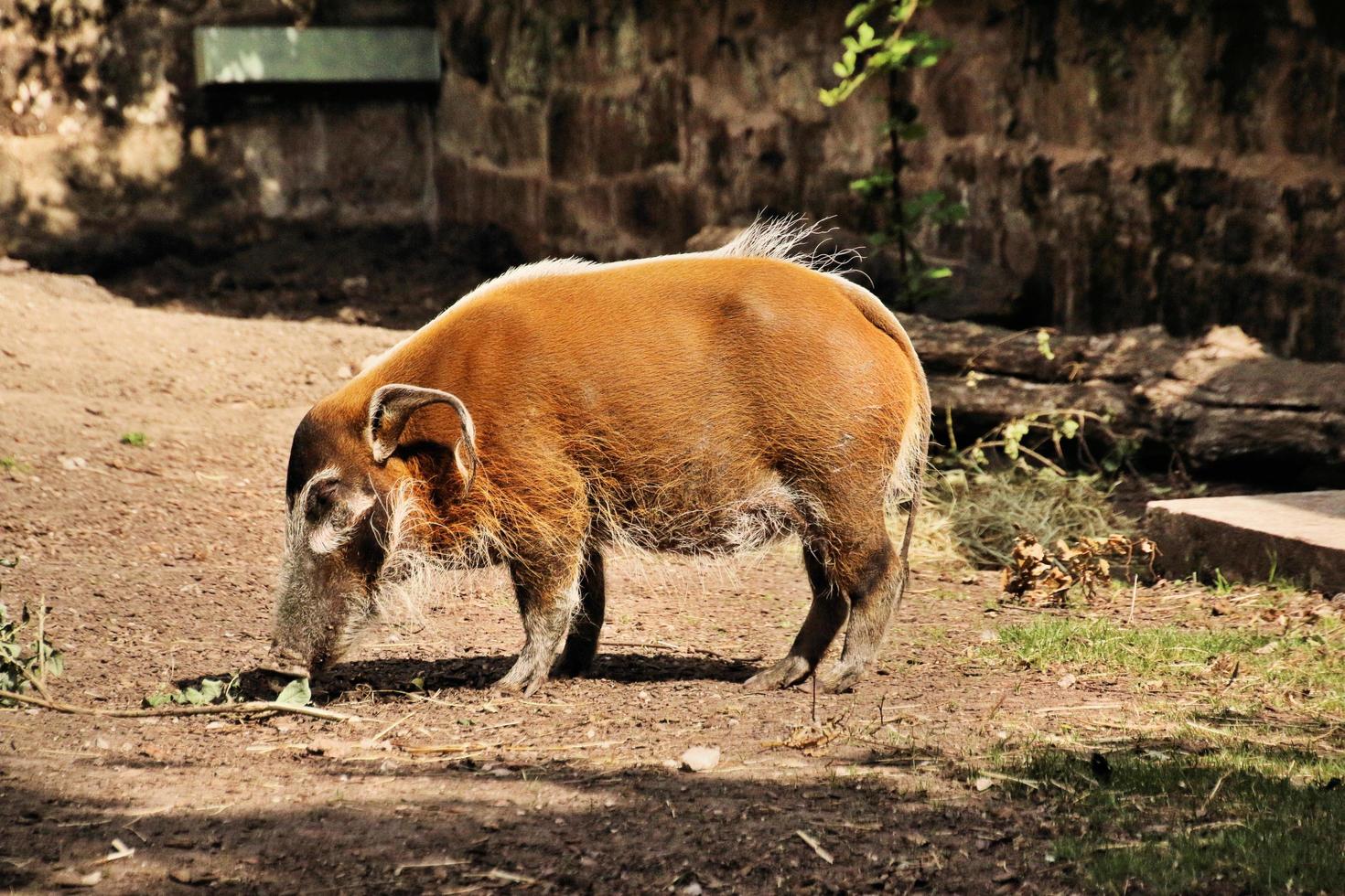 A view of a Red River Hog photo