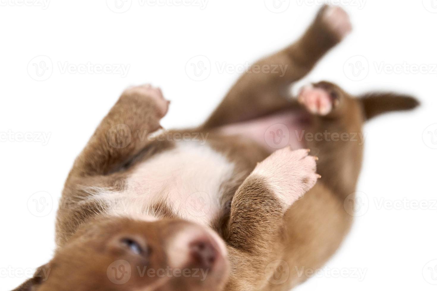 Sleeping on back Chihuahua puppy photo
