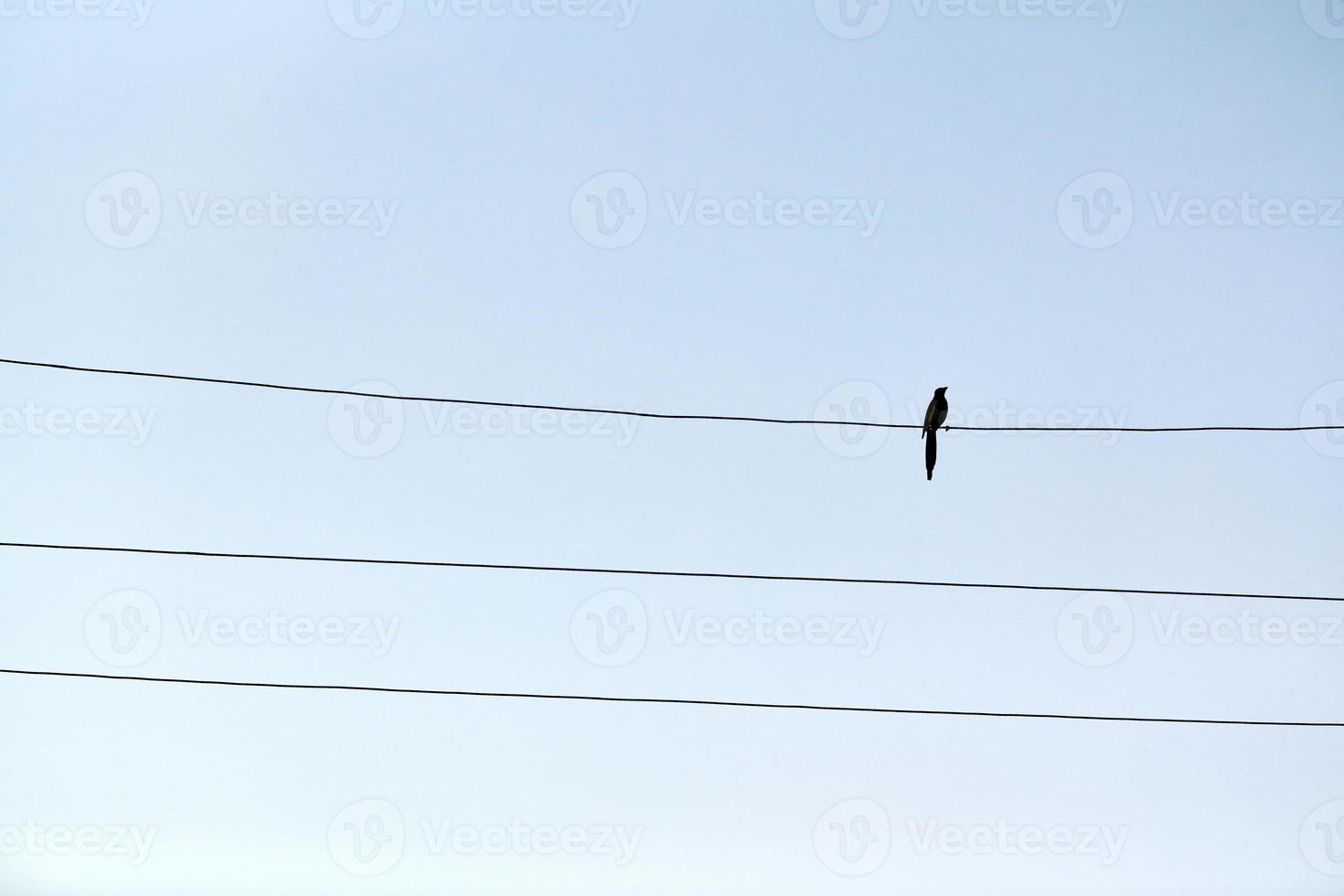 One alone bird on wire photo