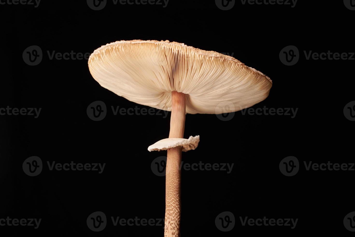 Macrolepiota procera parasol mushroom isolated on black background, brown mushroom with big cap photo