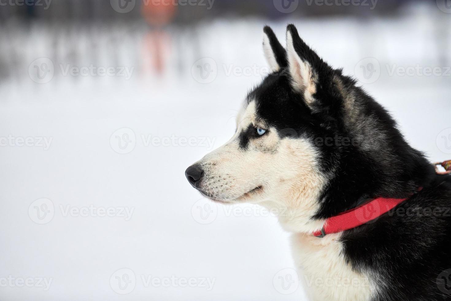 Husky sled dog face, winter background photo