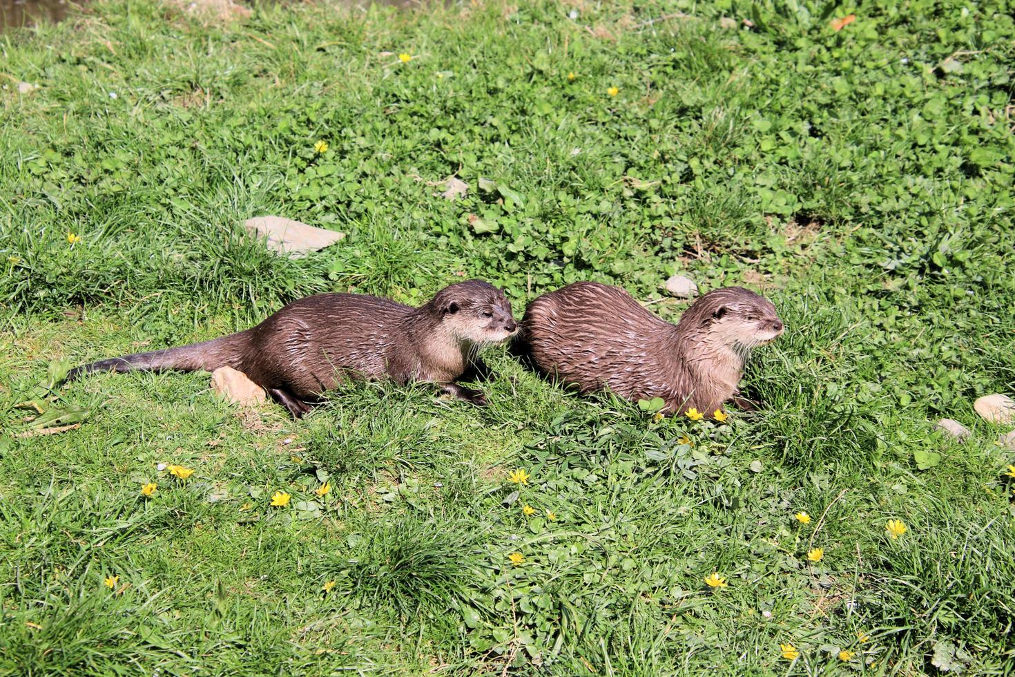A view of an Otter photo