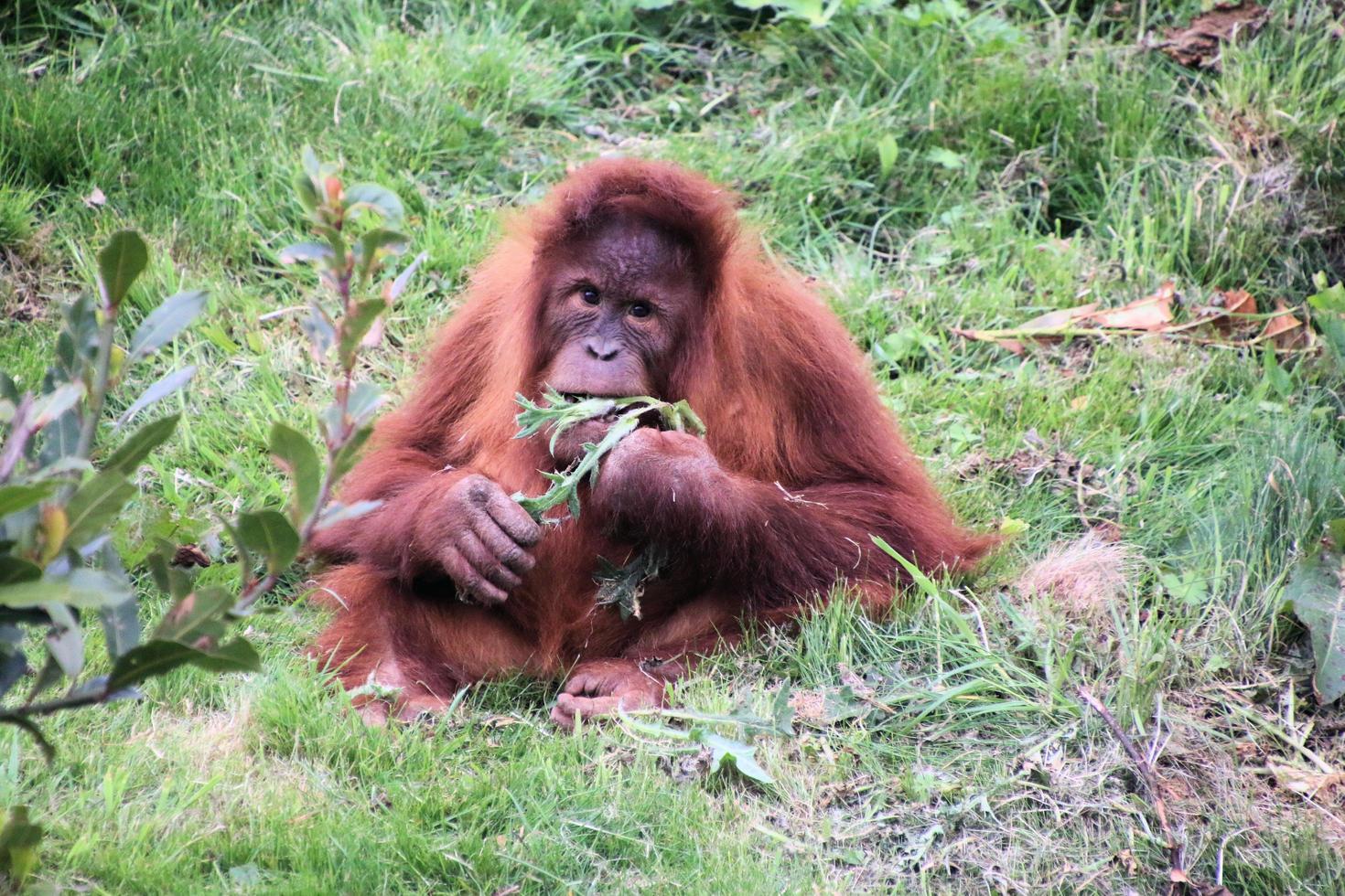 A view of an Oragutan photo