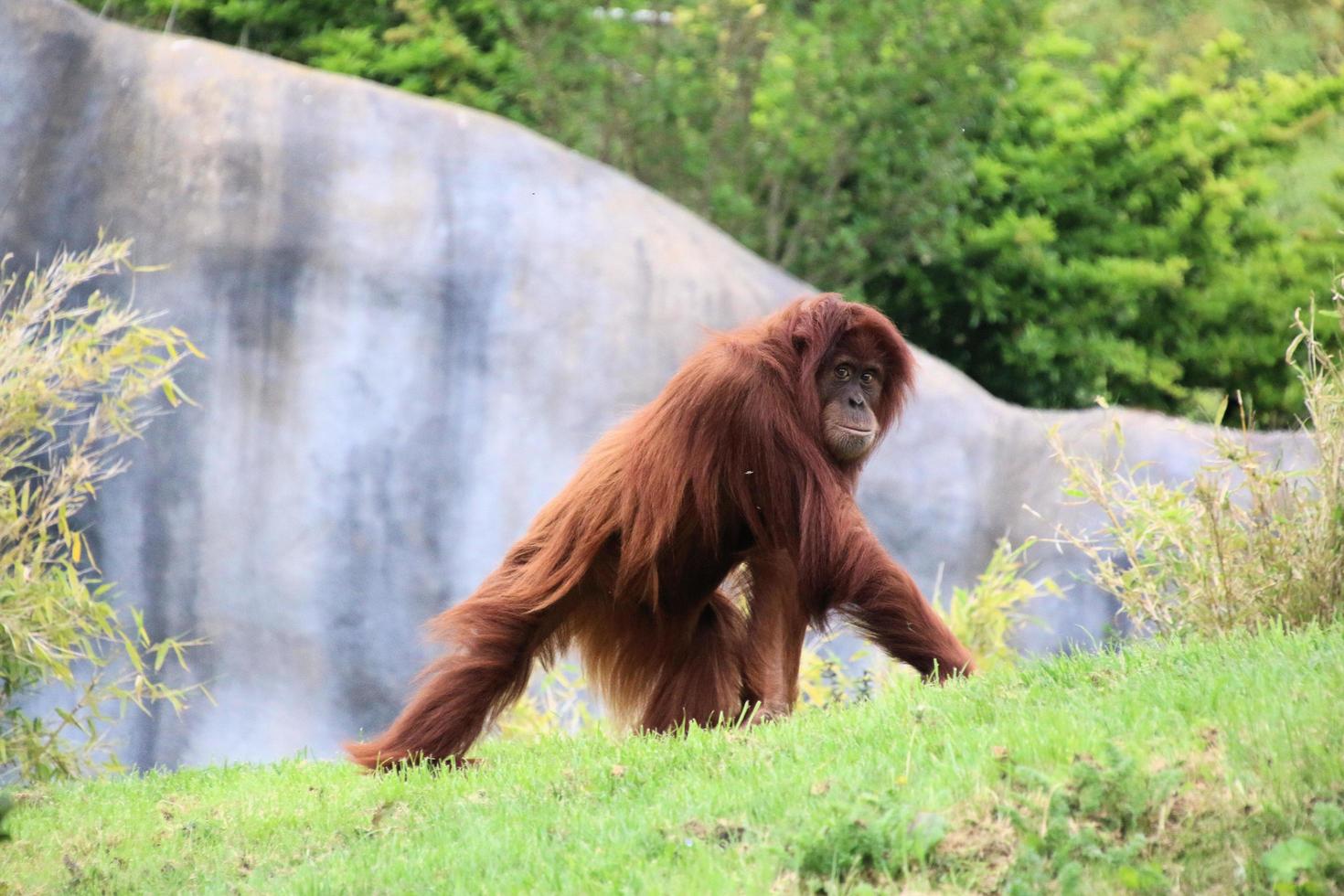 A view of an Oragutan photo