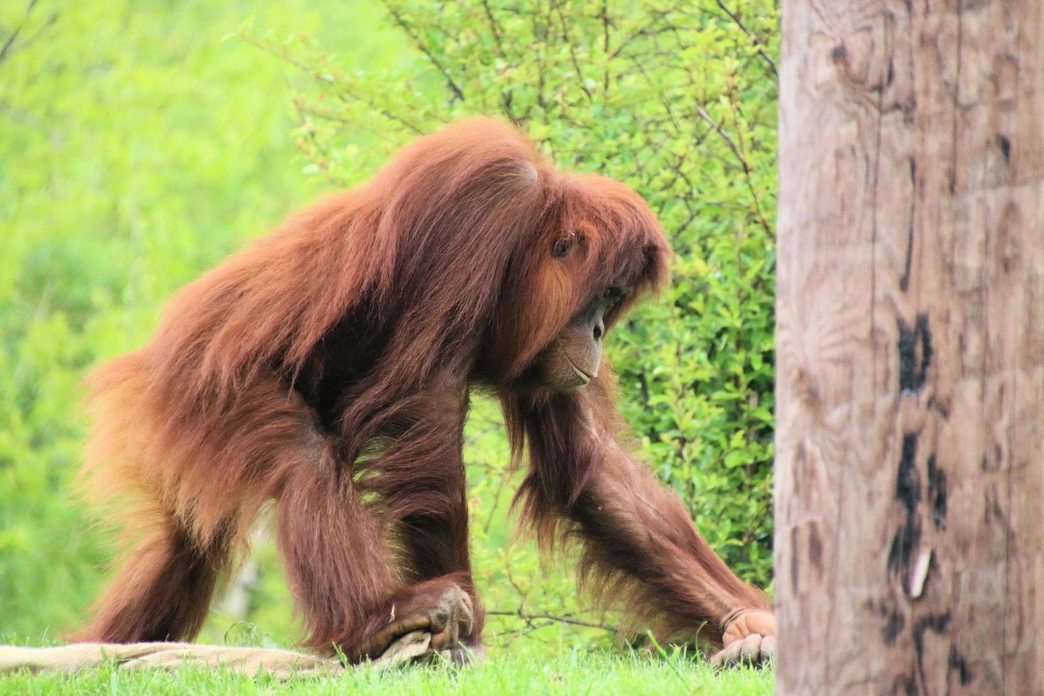 A view of an Oragutan photo