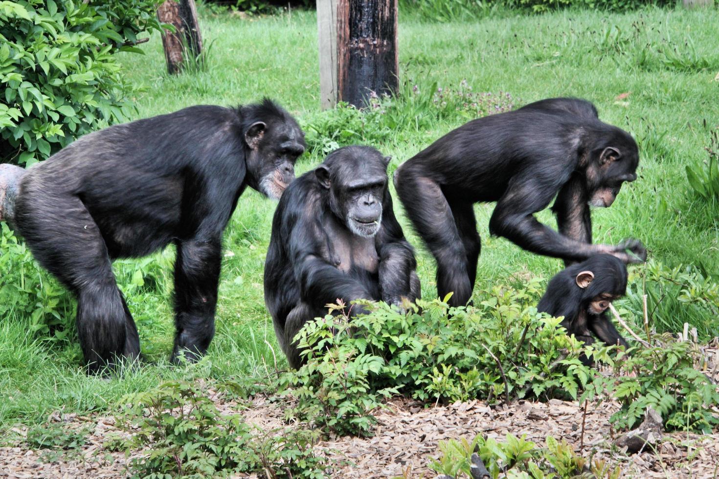 una vista de algunos chimpancés foto