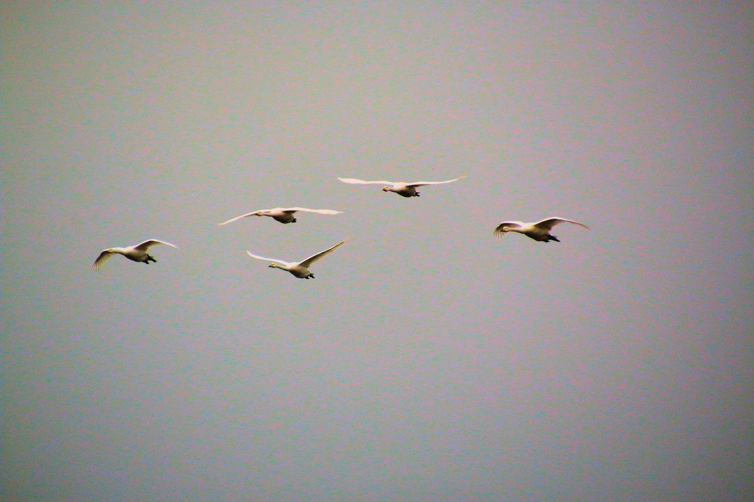 A view of a Whooper Swan at Martin Mere Nature Reserve photo