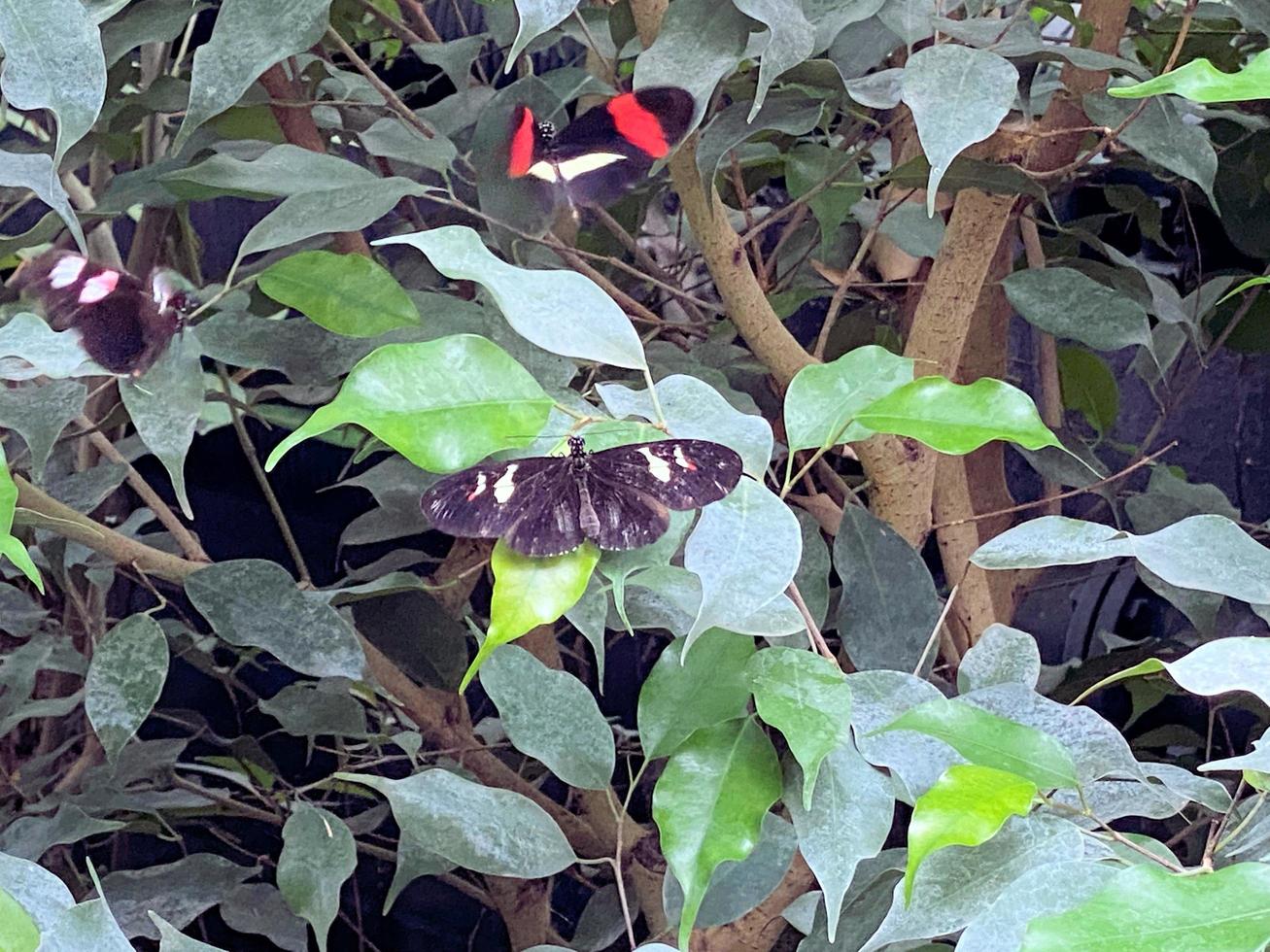 una vista de una mariposa foto