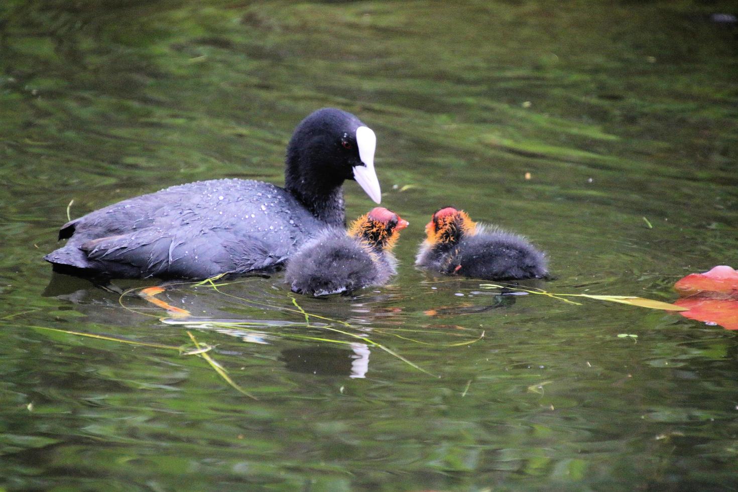 A view of a Coot photo