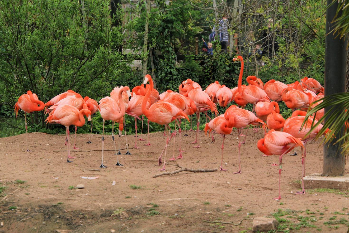 A view of a Flamingo photo