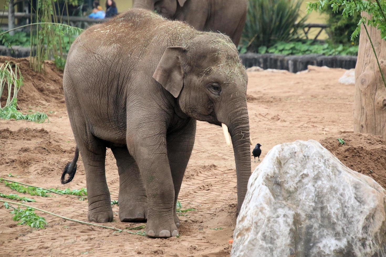 A view of an Elephant photo