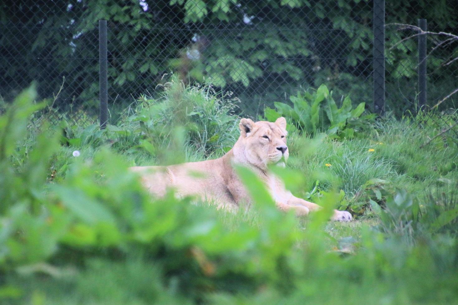 A view of an African Lion photo