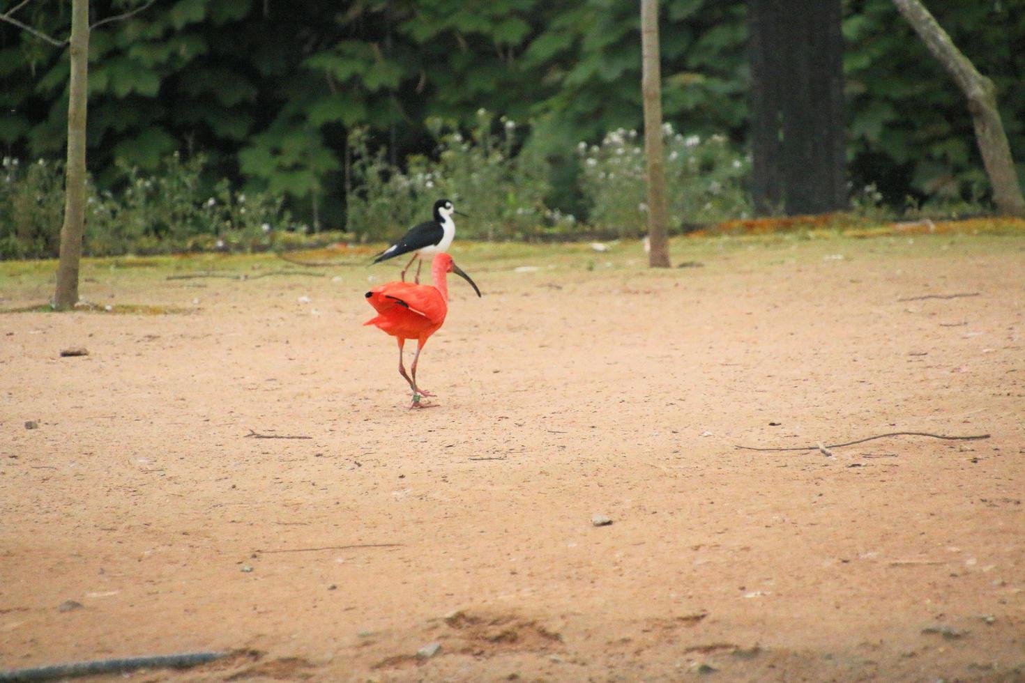 una vista de un ibis escarlata foto