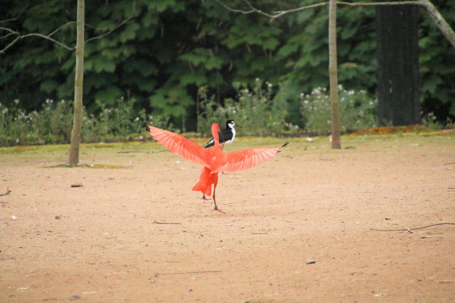 una vista de un ibis escarlata foto