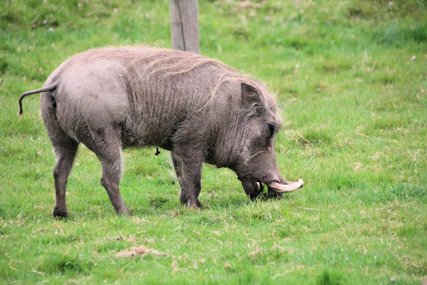 A view of a Wart Hog photo