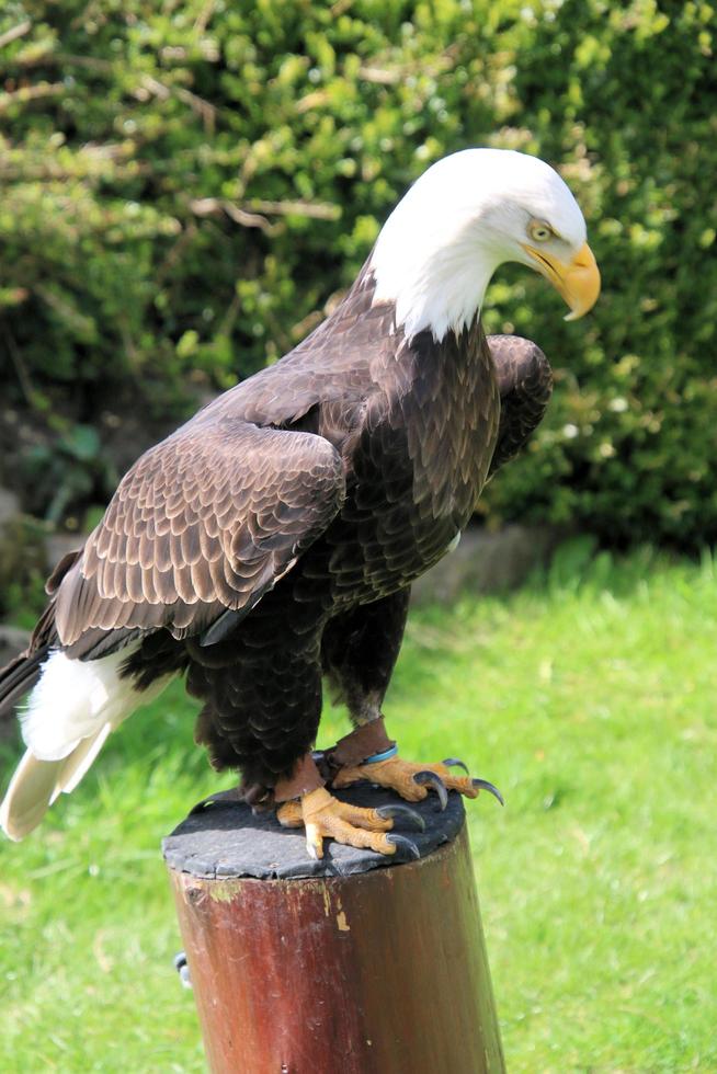 una vista de un águila calva americana foto