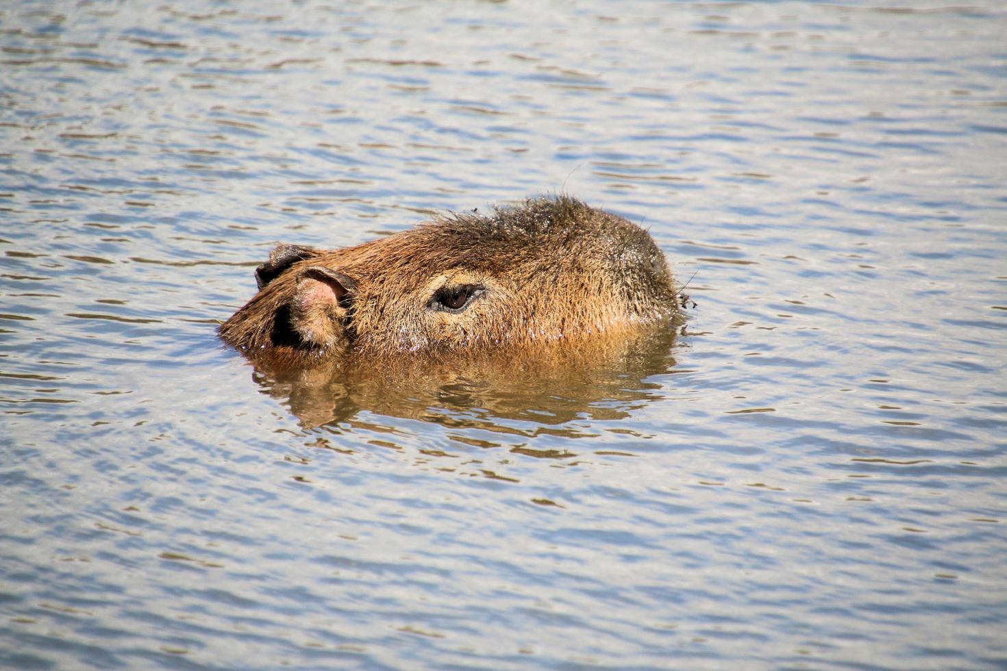 A Capybara in the water photo