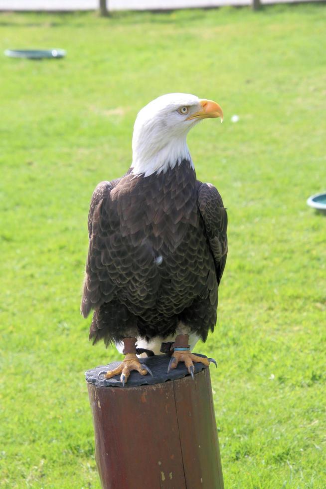 una vista de un águila calva americana foto