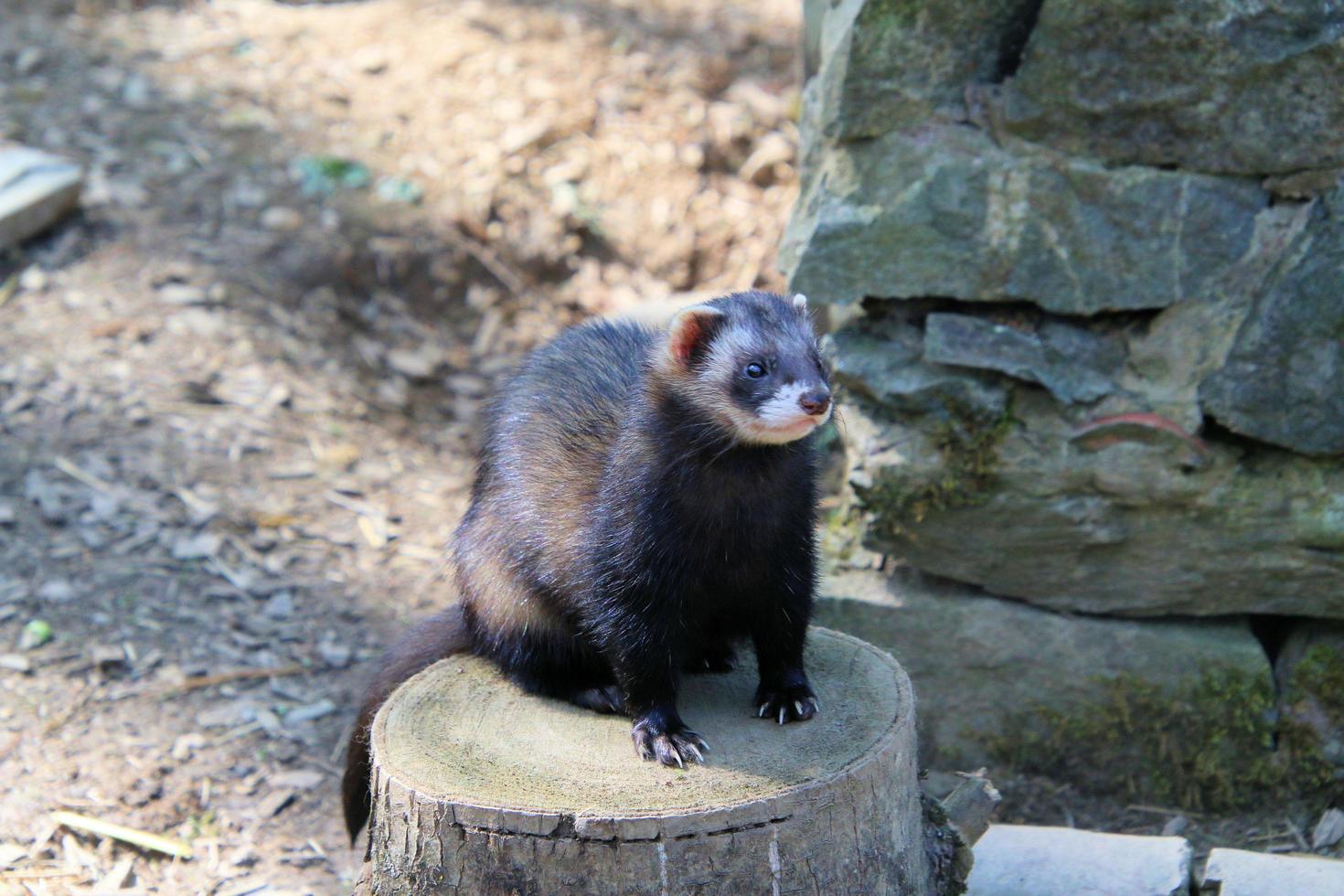 A view of a Pine Martin photo