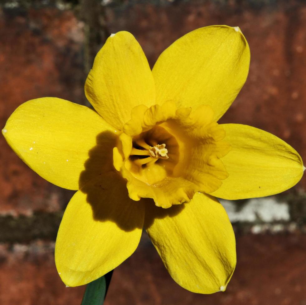 A view of a Dafodil photo